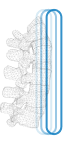DEXA Scan