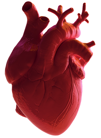 Heart